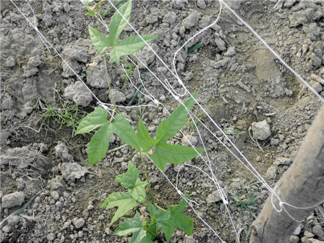 Momordica Gac Fruit